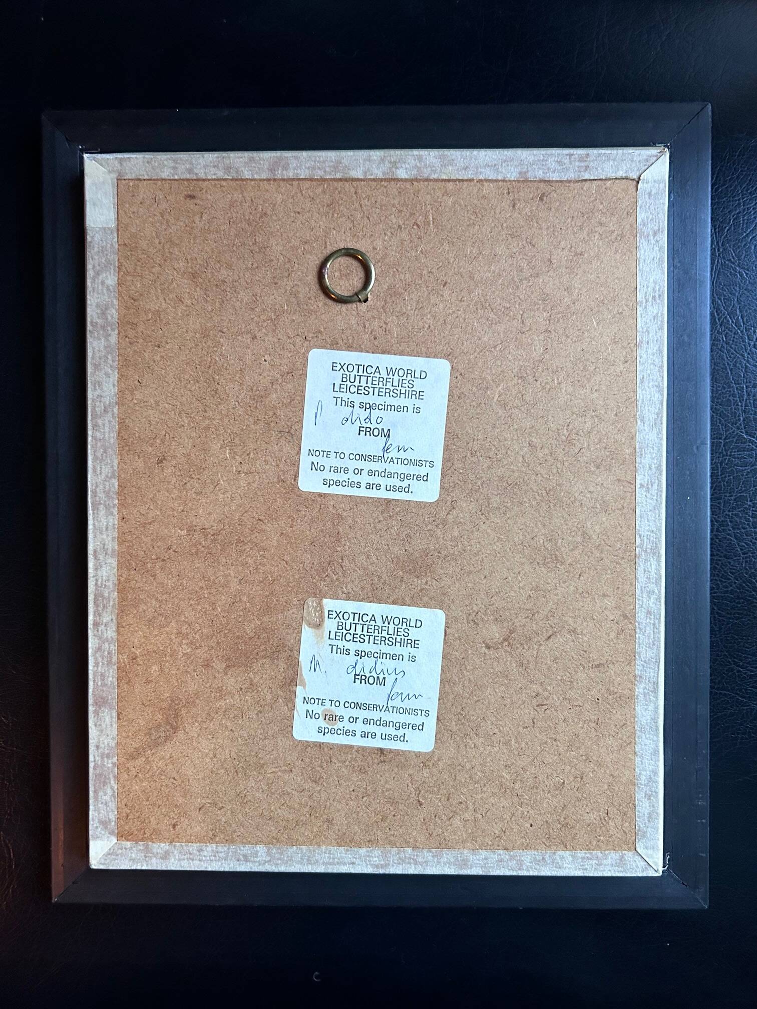 Frame of naturalized butterflies