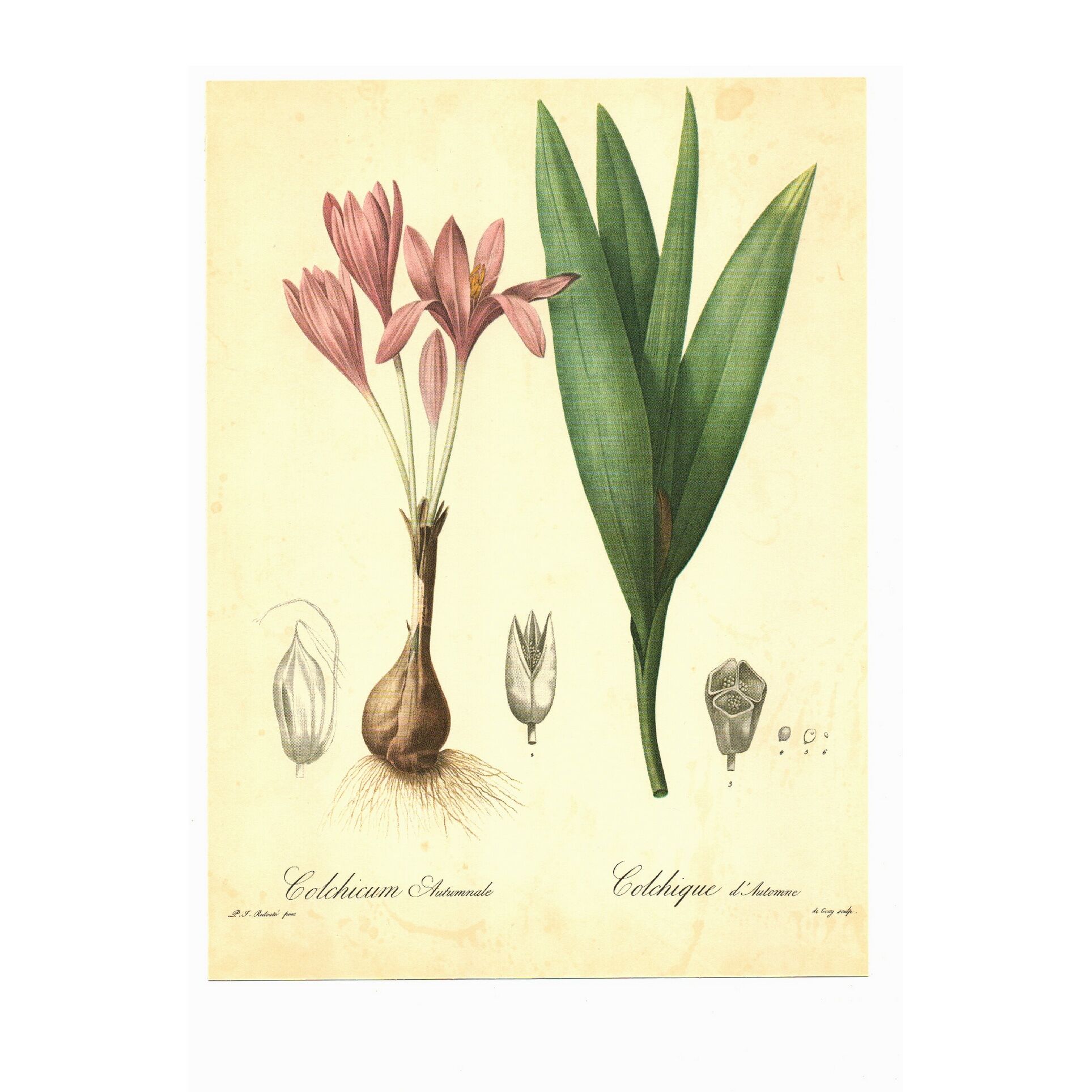 Illustration ancienne 1959 - Colchique d'automne - planche fleur et plante