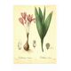Illustration ancienne 1959 - Colchique d'automne - planche fleur et plante
