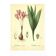 Old illustration 1959 - Autumn crocus - flower and plant plate