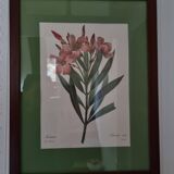 Oleander botanical board
