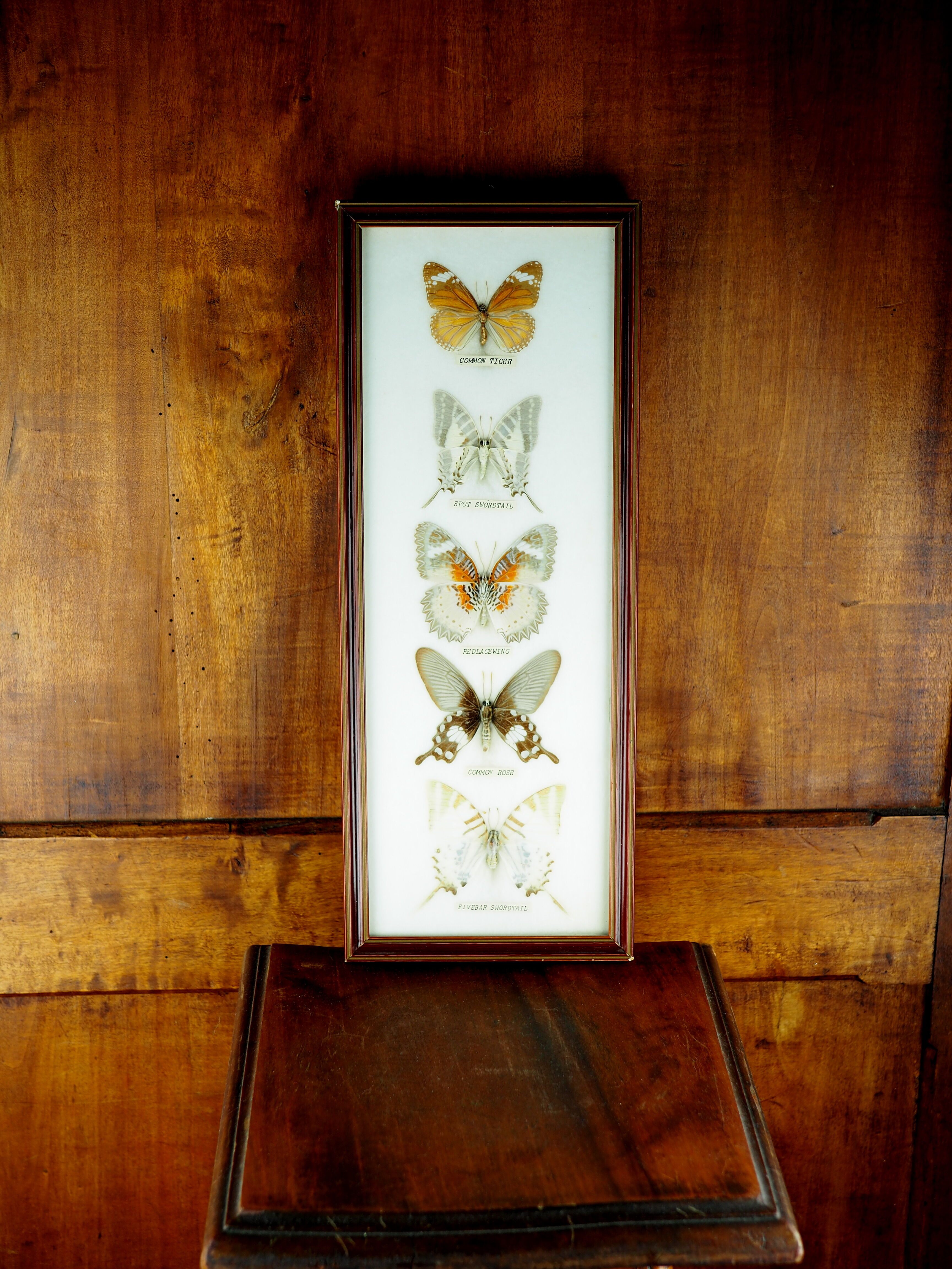 Five butterflies on cotton wool under frame - 60s / 70s