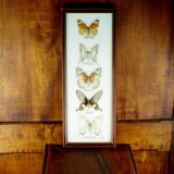 Five butterflies on cotton wool under frame - 60s / 70s