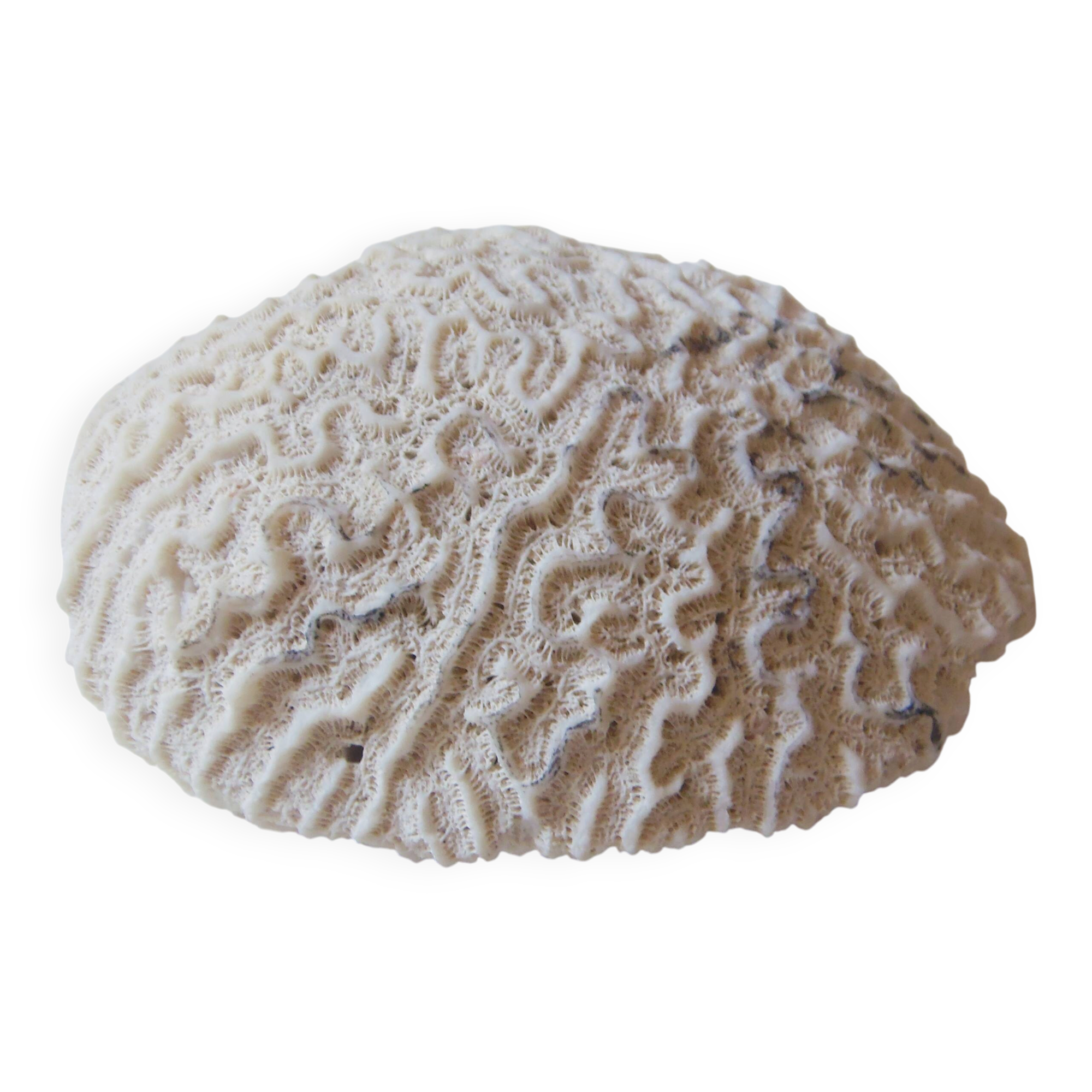 Coral Brain of Neptune