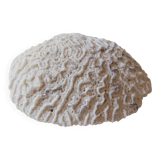 Coral Brain of Neptune