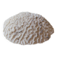 Coral Brain of Neptune