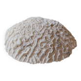 Coral Brain of Neptune