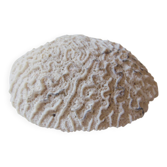 Coral Brain of Neptune