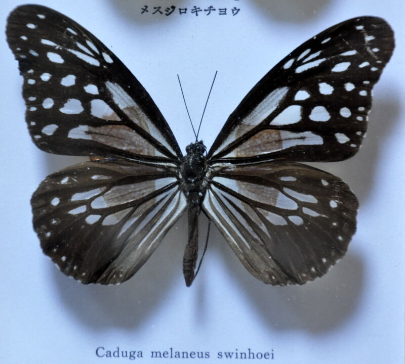 Frame with naturalized butterflies