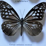 Frame with naturalized butterflies