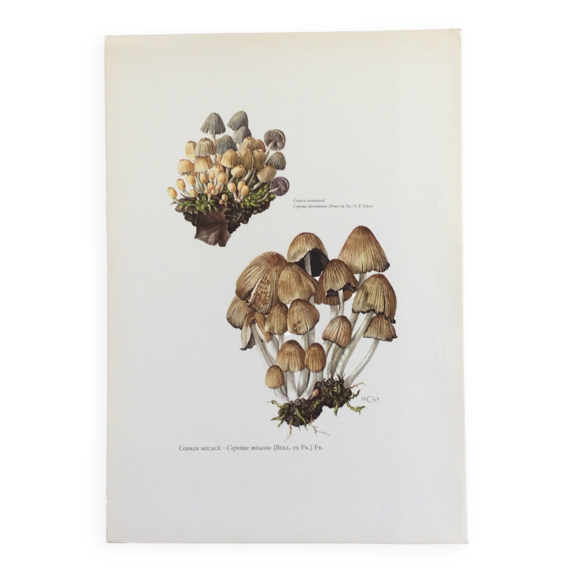 Botanical Illustration Mushrooms Coprinus Micaceus Vintage Print from the 60s
