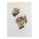 Illustration botanique Champignons  Coprin micacé Impression Vintage des années 60
