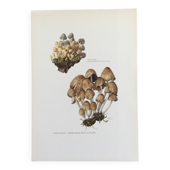 Botanical Illustration Mushrooms Coprinus Micaceus Vintage Print from the 60s