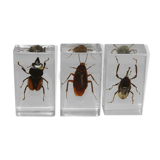 Insects inclusion