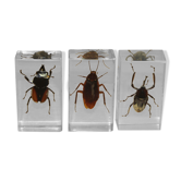 Insectes inclusion