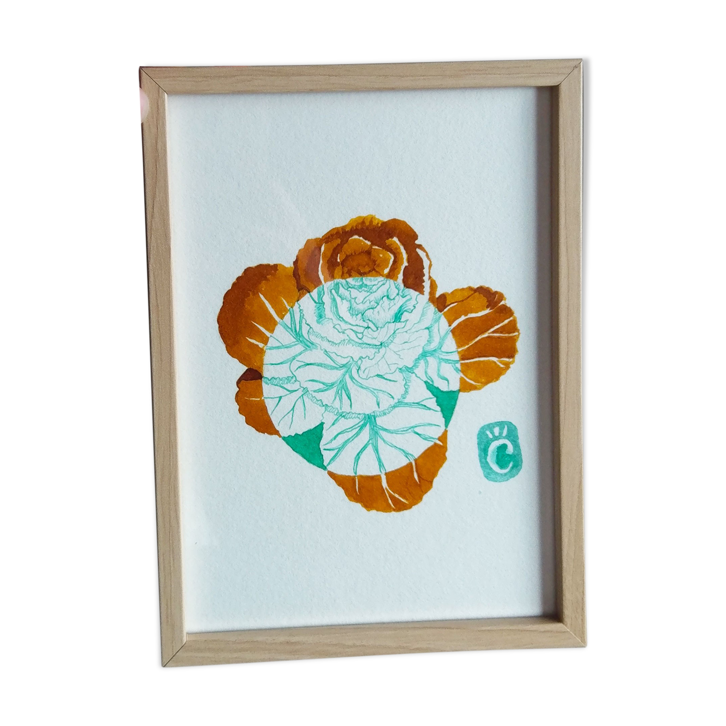 Ornamental cabbage - 13 x 18 cm - winter flower series