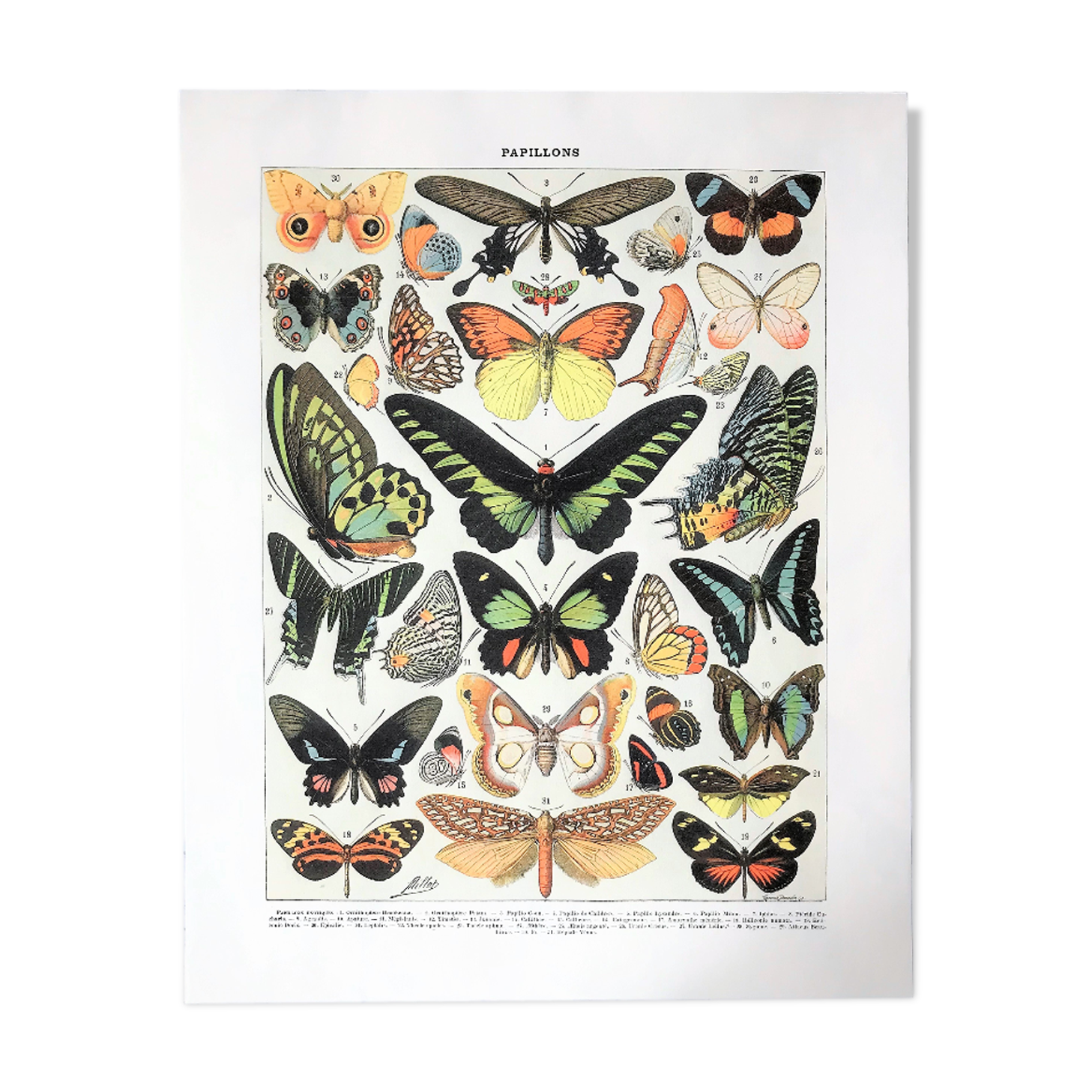 Zoological Board representing different kinds of butterflies