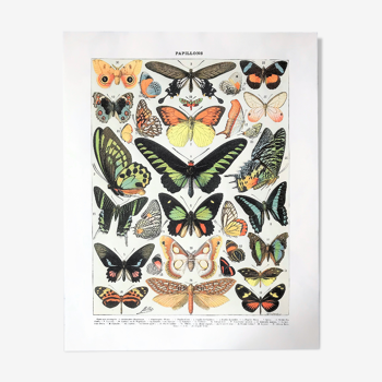 Planche zoologique représentant différentes sortes de papillons