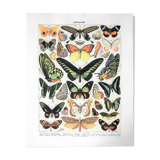 Zoological Board representing different kinds of butterflies