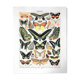 Planche zoologique représentant différentes sortes de papillons
