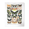Planche zoologique représentant différentes sortes de papillons