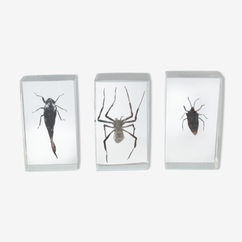 Lot de 3 inclusions résine insectes entomologie taxidermie