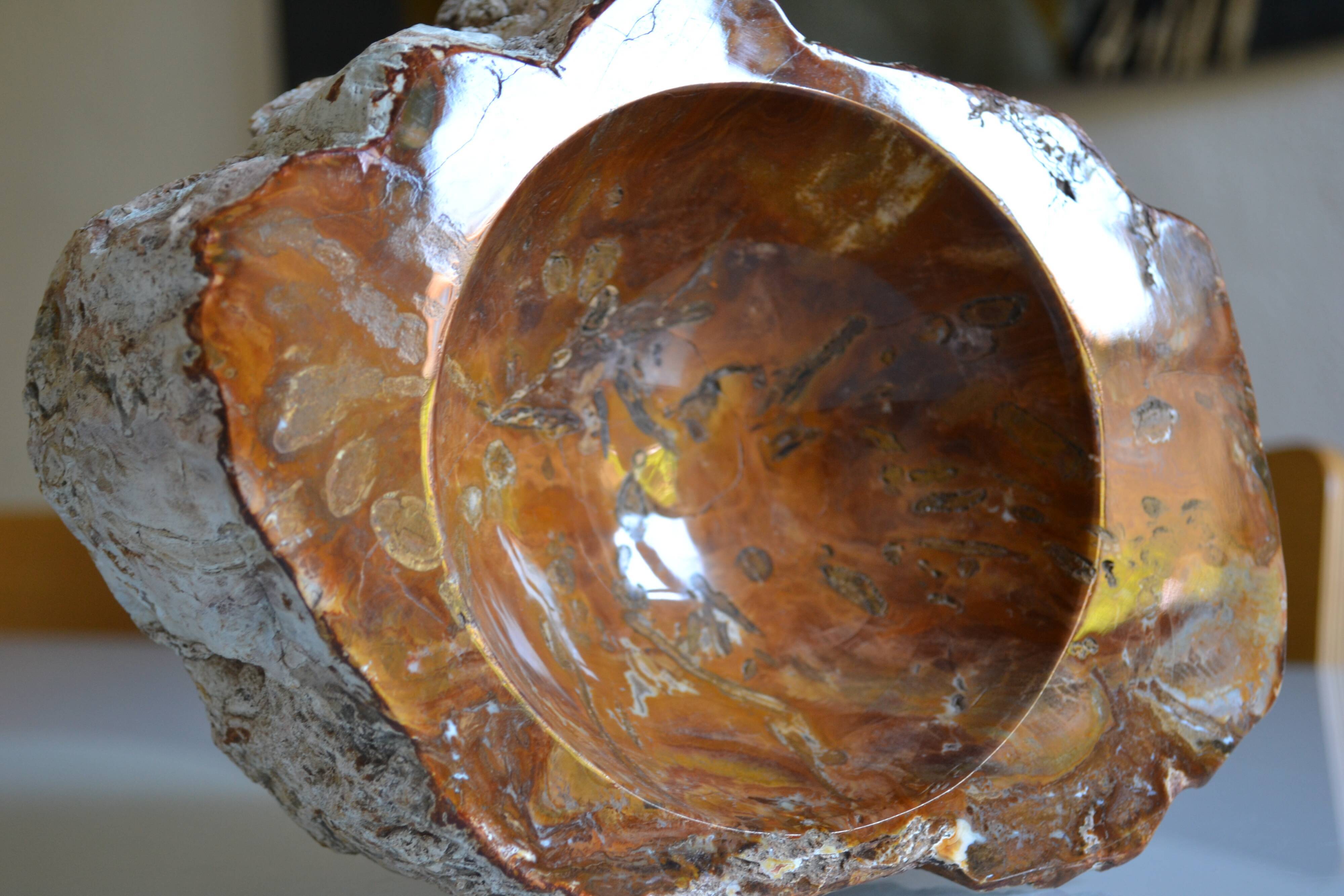 Empty pocket or ashtray in fossilized wood