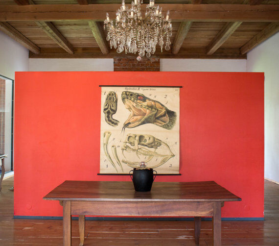 Poster of the 20th century Paul Pfurtscheller Zoological "Viper"