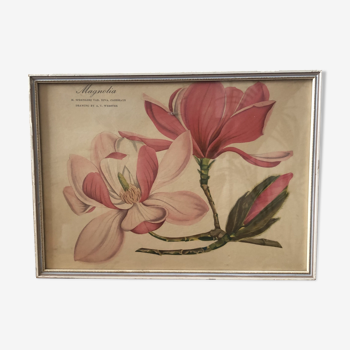 Magnolia botanical Board framed AV Webster