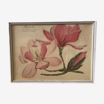 Planche botanique Magnolia encadrée av Webster