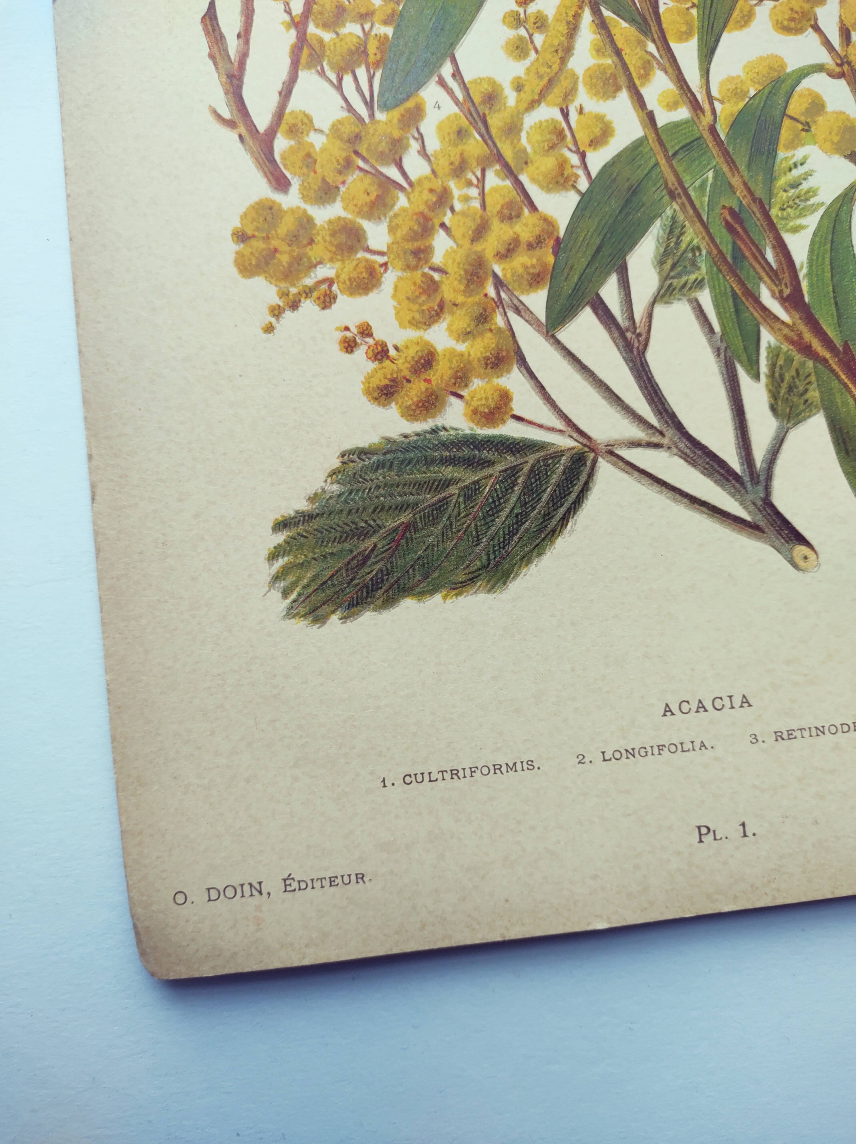 Botanical engraving from 1897 - Acacia - Original plate. Old flower lithograph