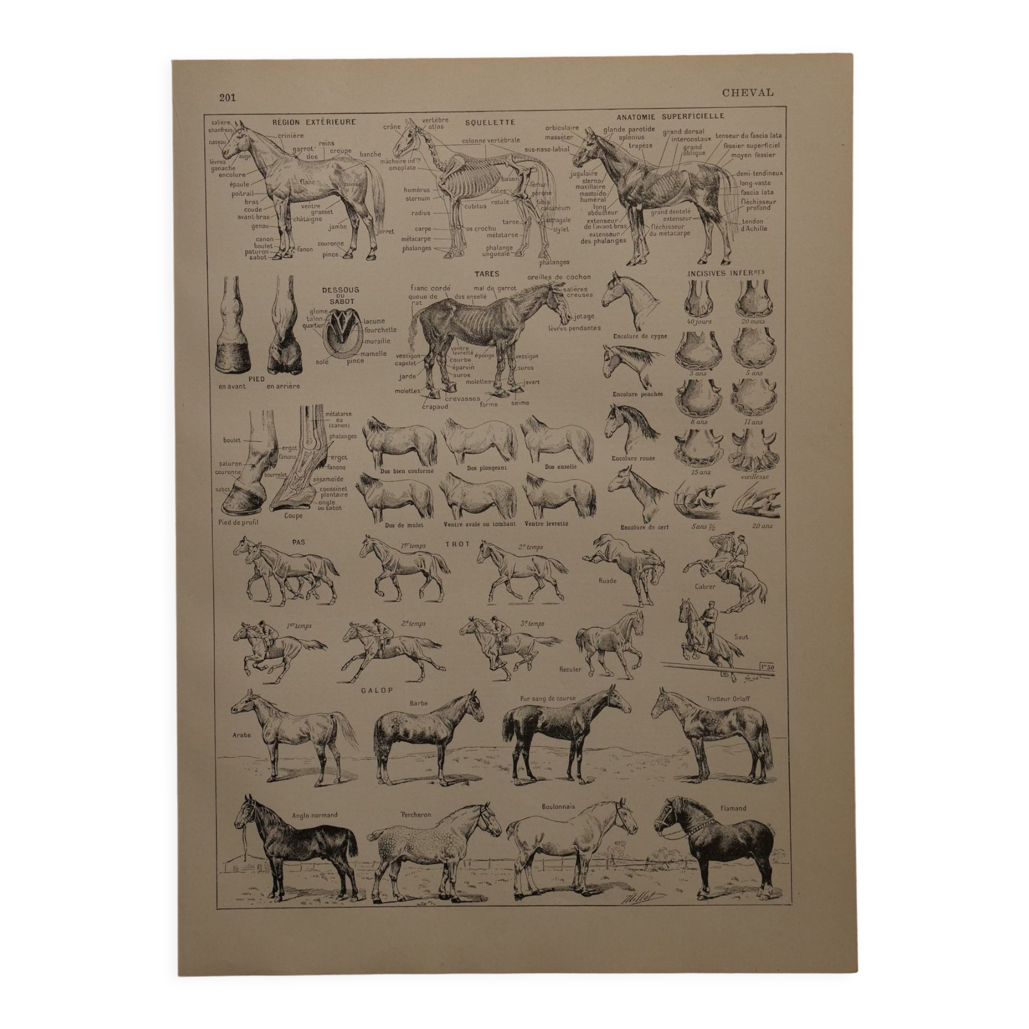 Original lithograph on the horse