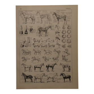 Lithographie originale sur le cheval