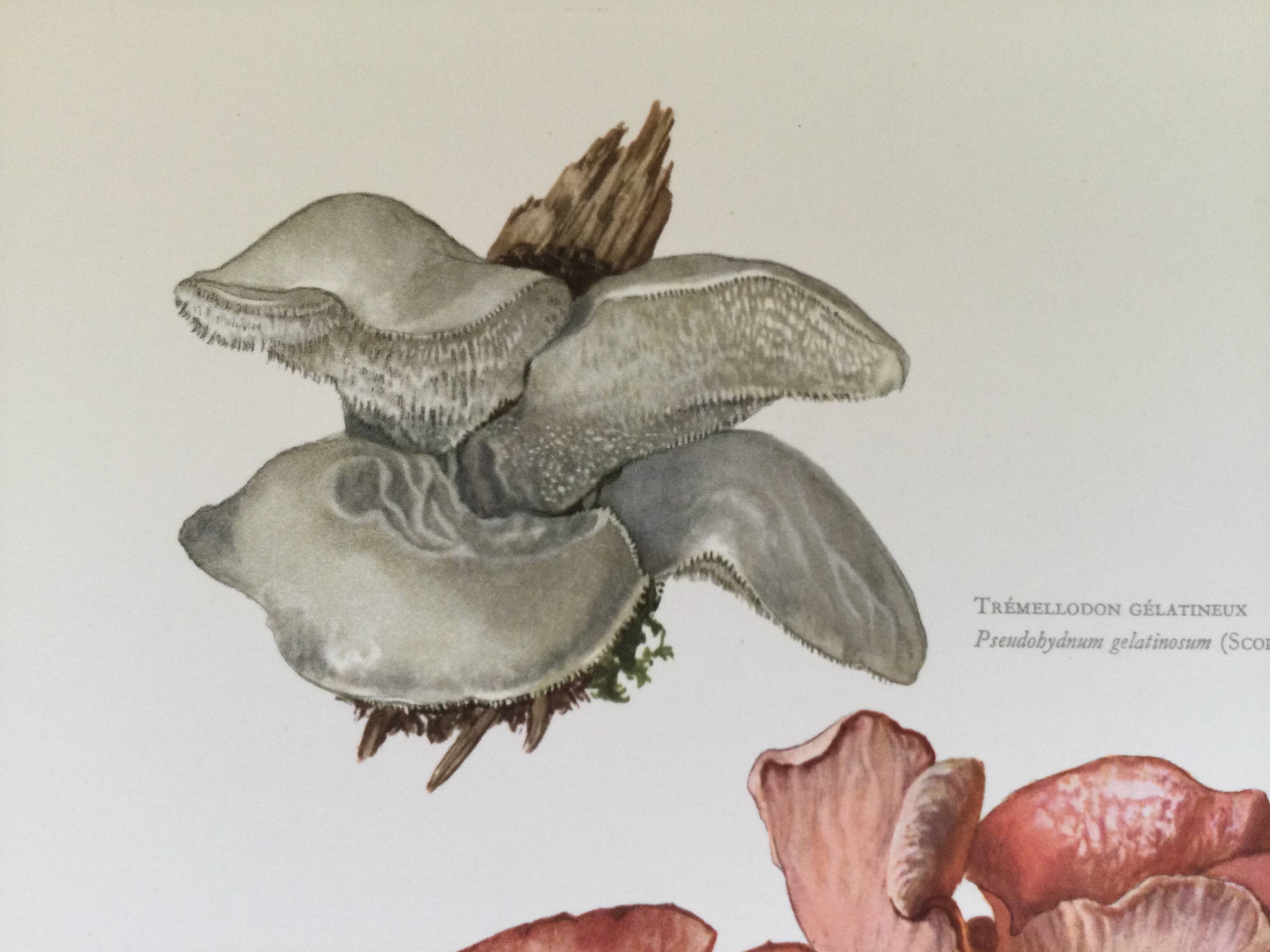 Botanical illustration "mushrooms", 1960s