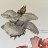Illustration botanique "champignons", années 60