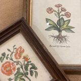Pair of framed botanical prints