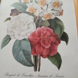 Vintage botanical illustration reboute.
