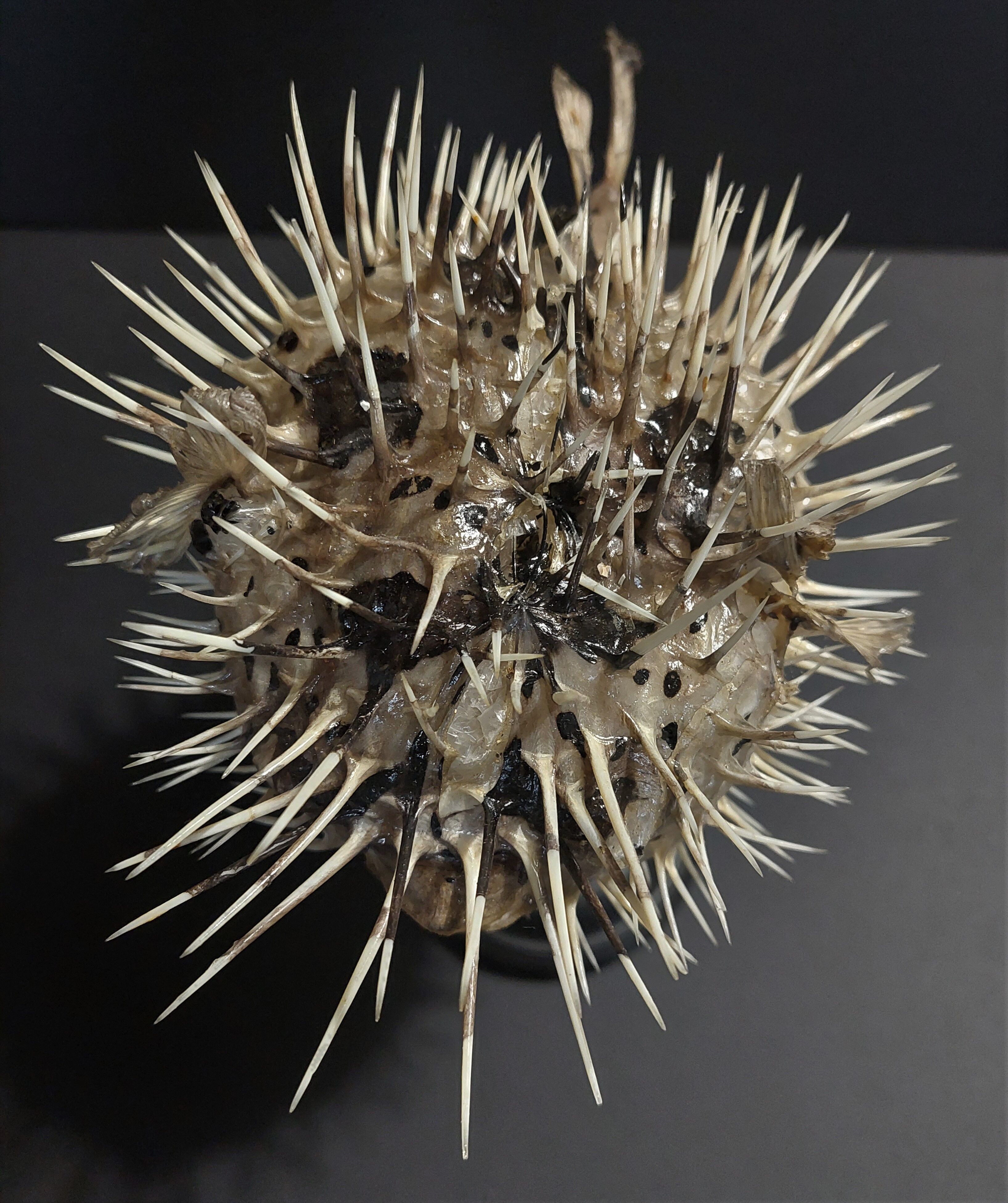 Cabinet of Curiosities naturalized fish diodon holocanthus on base
