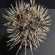 Cabinet of Curiosities naturalized fish diodon holocanthus on base