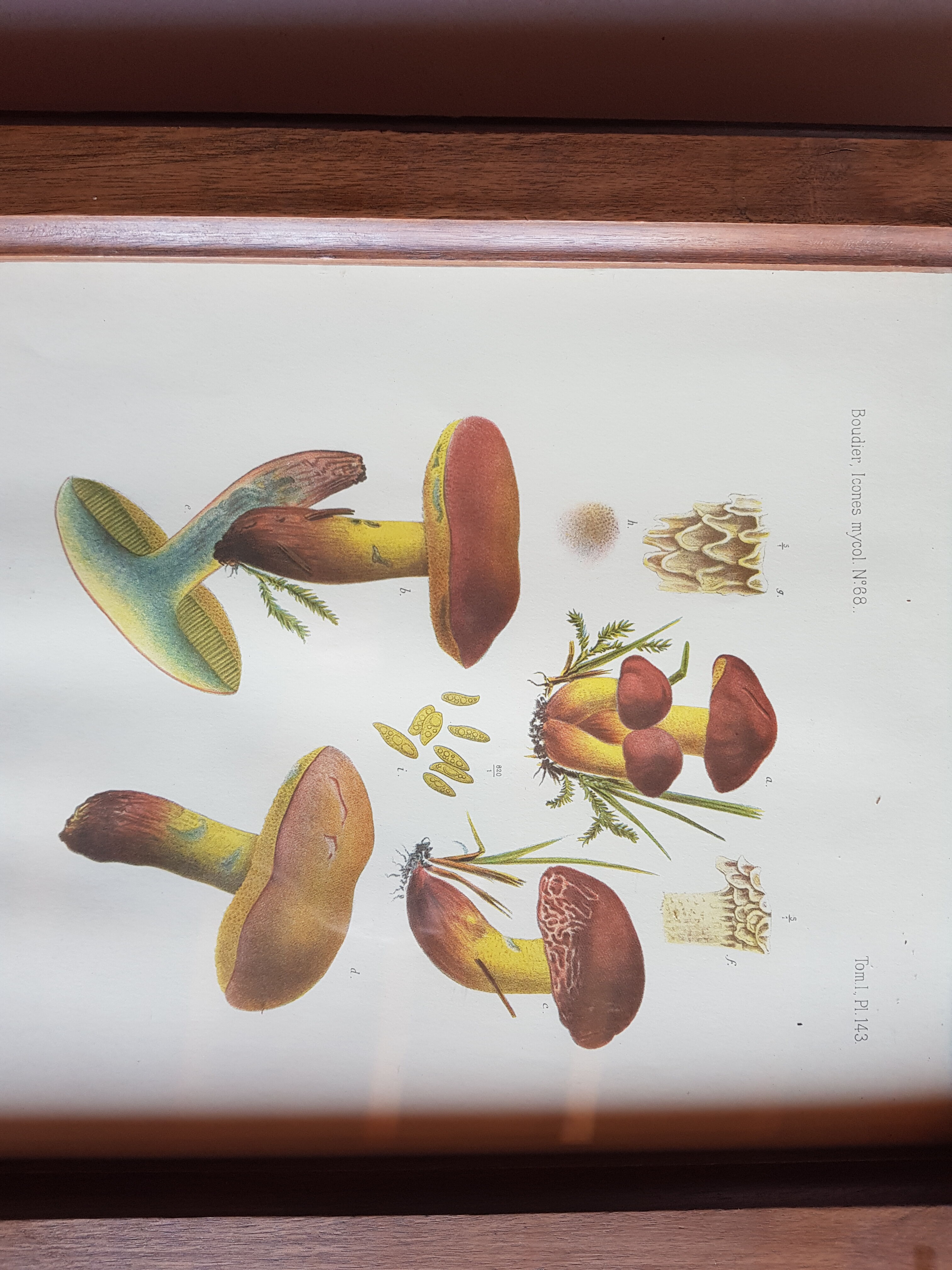 Mycological board under frame "Emile Boudier " 1910