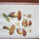 Mycological board under frame "Emile Boudier " 1910