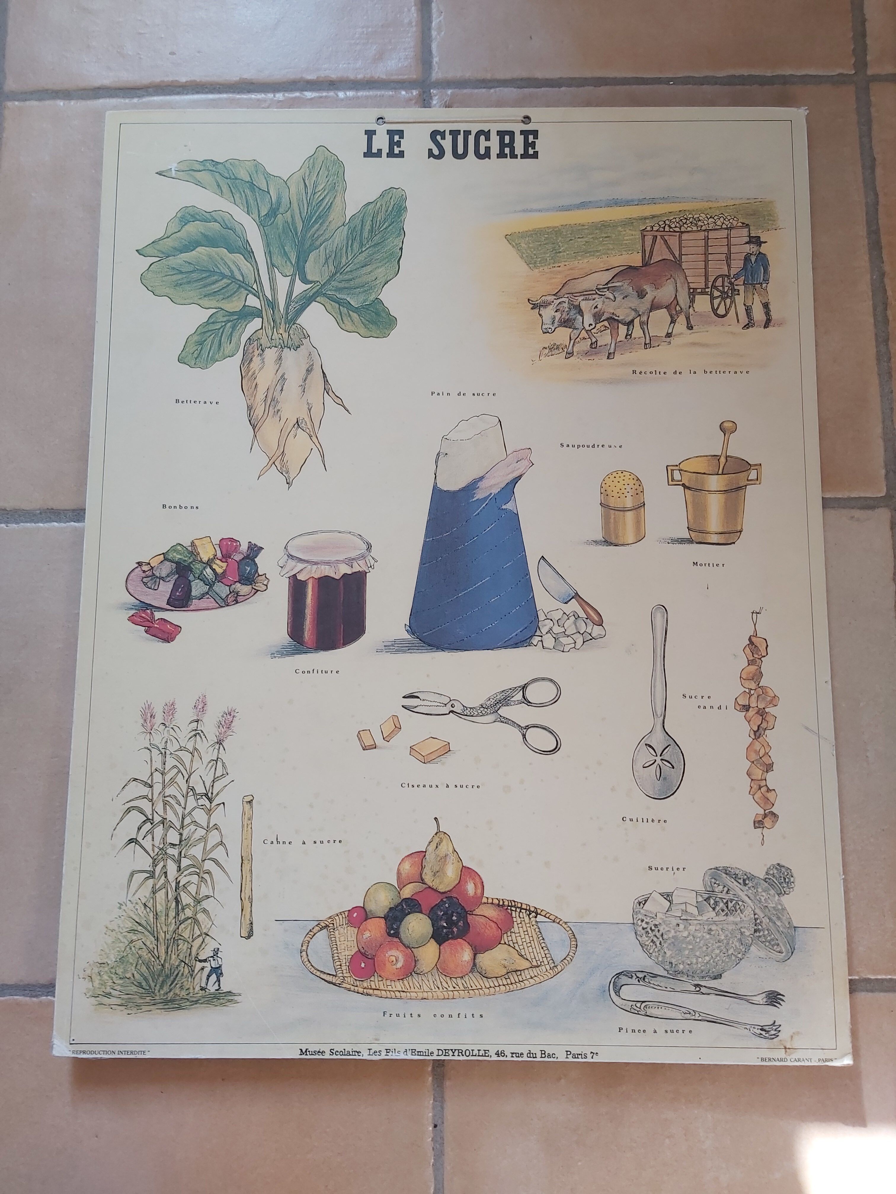 Vintage Deyrolle cardboard school poster