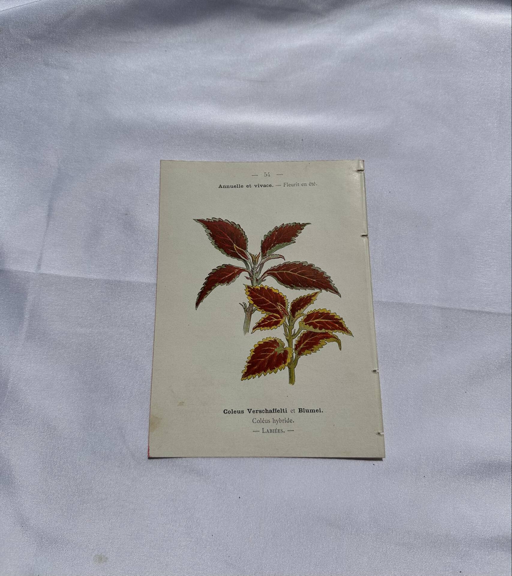 Planche botanique gravure florale naturaliste 19eme