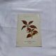 Planche botanique gravure florale naturaliste 19eme