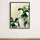 Illustration "Monstera Marbrée" by Noums Atelier