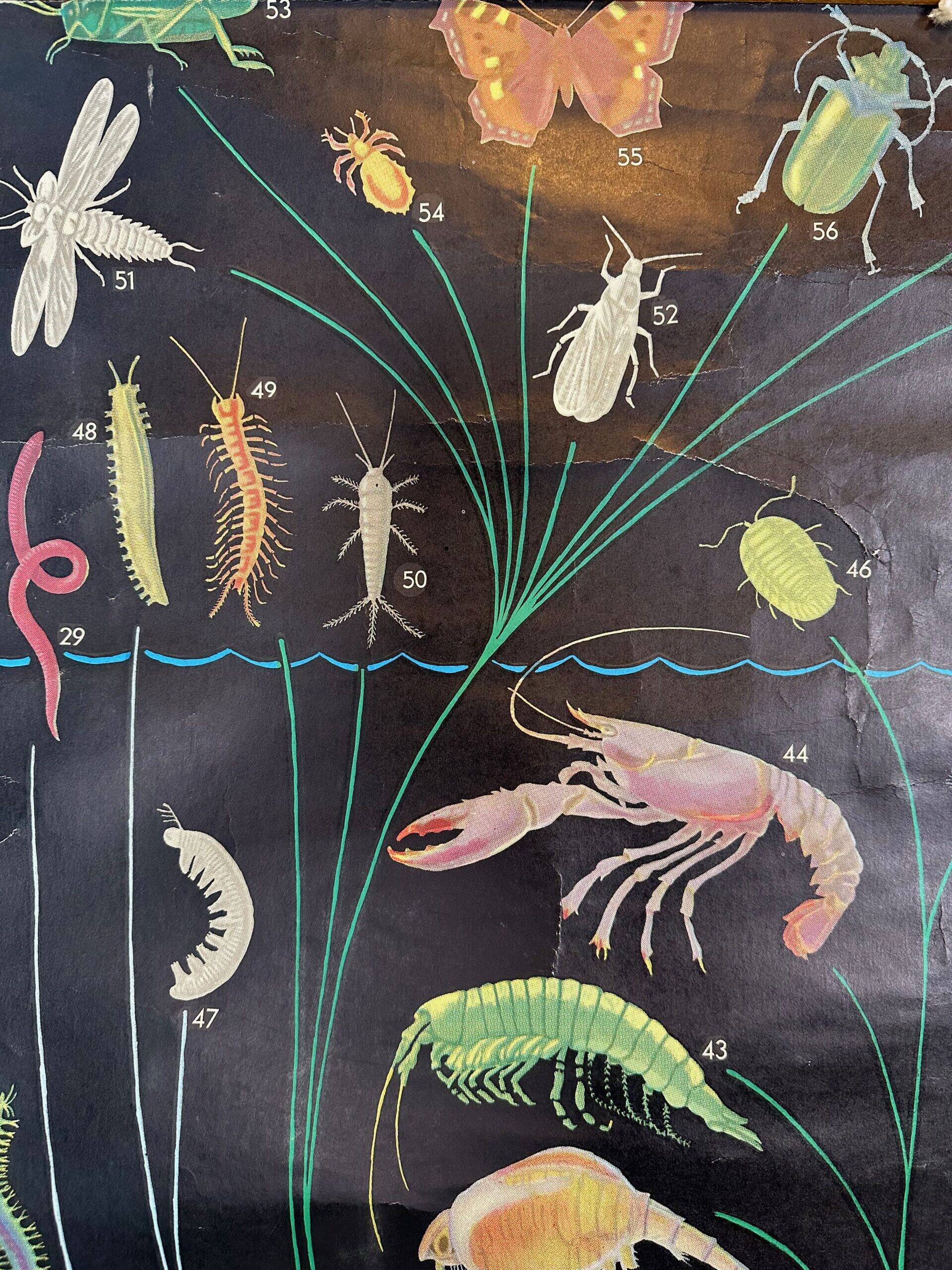 XL vintage linen school chart – ‘Relations of the animal kingdom’