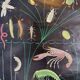 XL vintage linen school chart – ‘Relations of the animal kingdom’