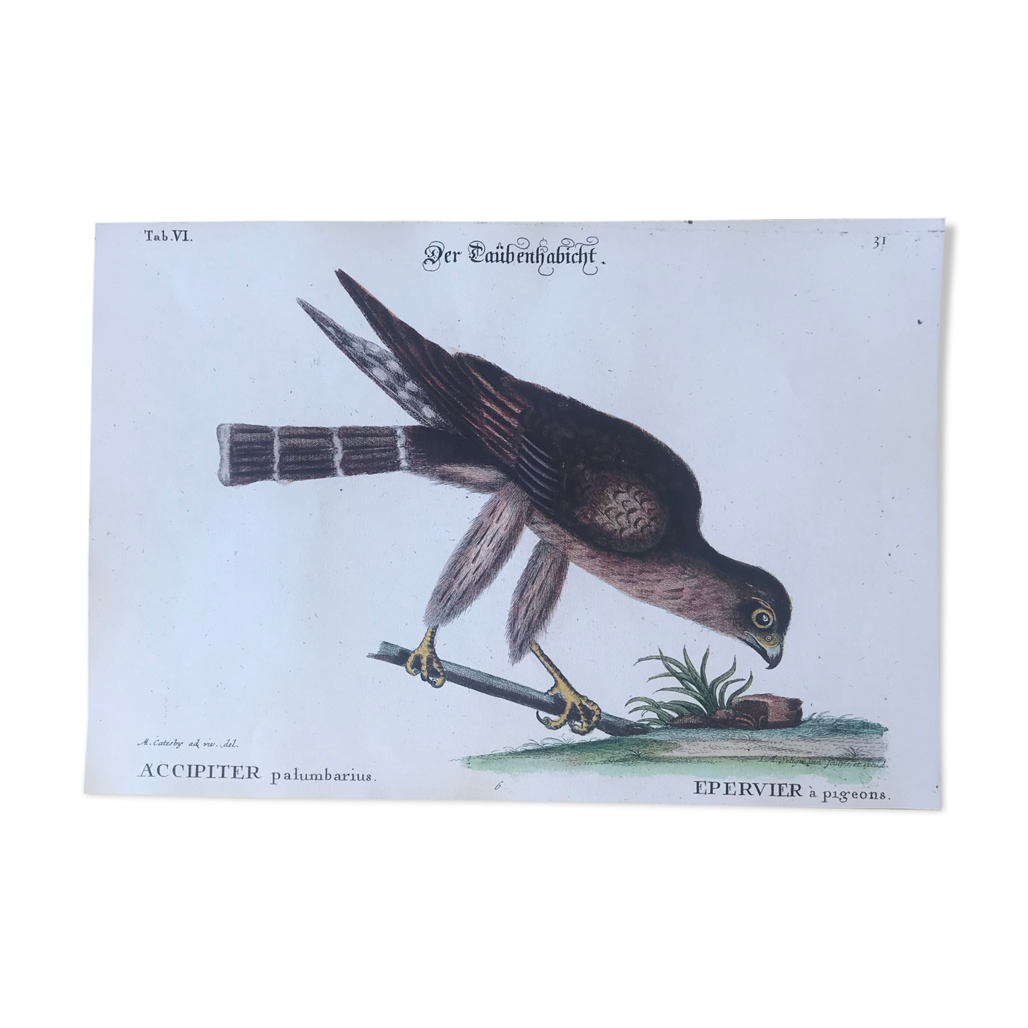 Ornithological board