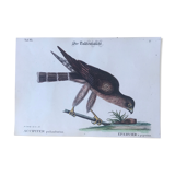 Ornithological board