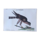 Planche ornithologique